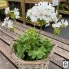 Pelargonium 'Jackie Totlis' - Pelargoon 'Jackie Totlis' P9/0,55L